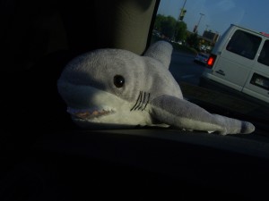 Bruce, our great Shark Driving Companion