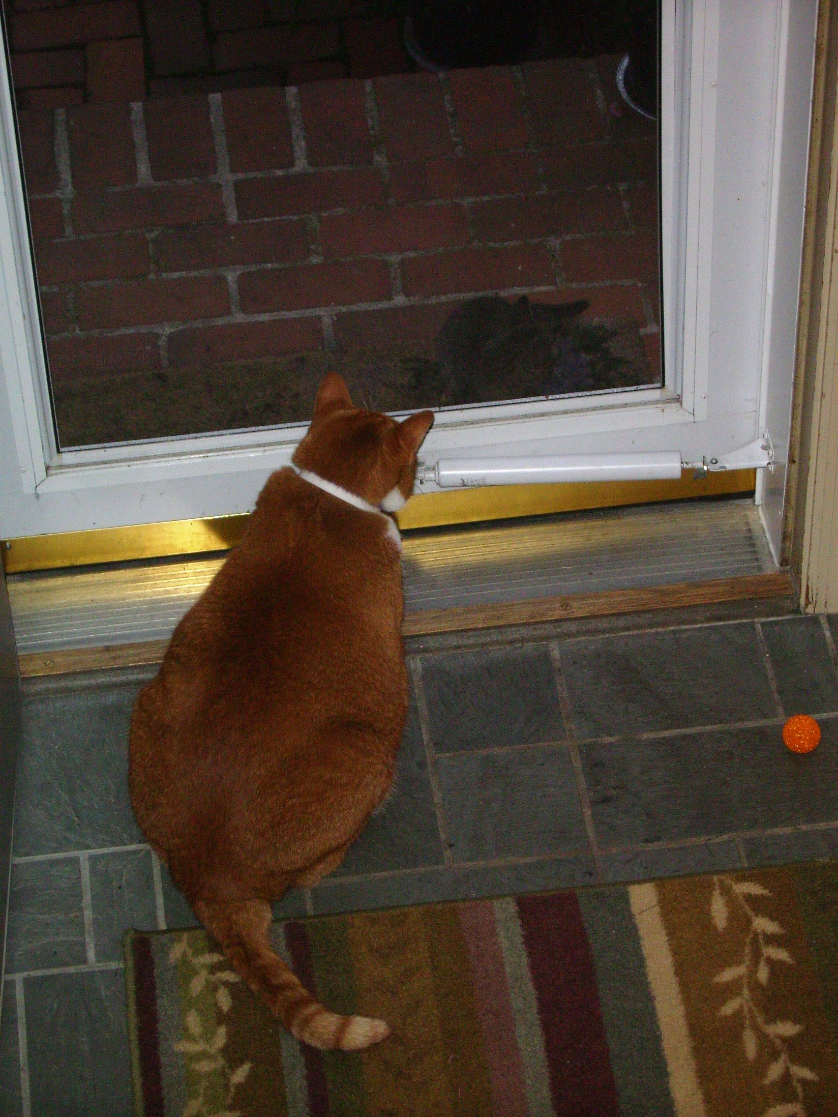 radarkitten Radar and the cute Tiger Kitten...