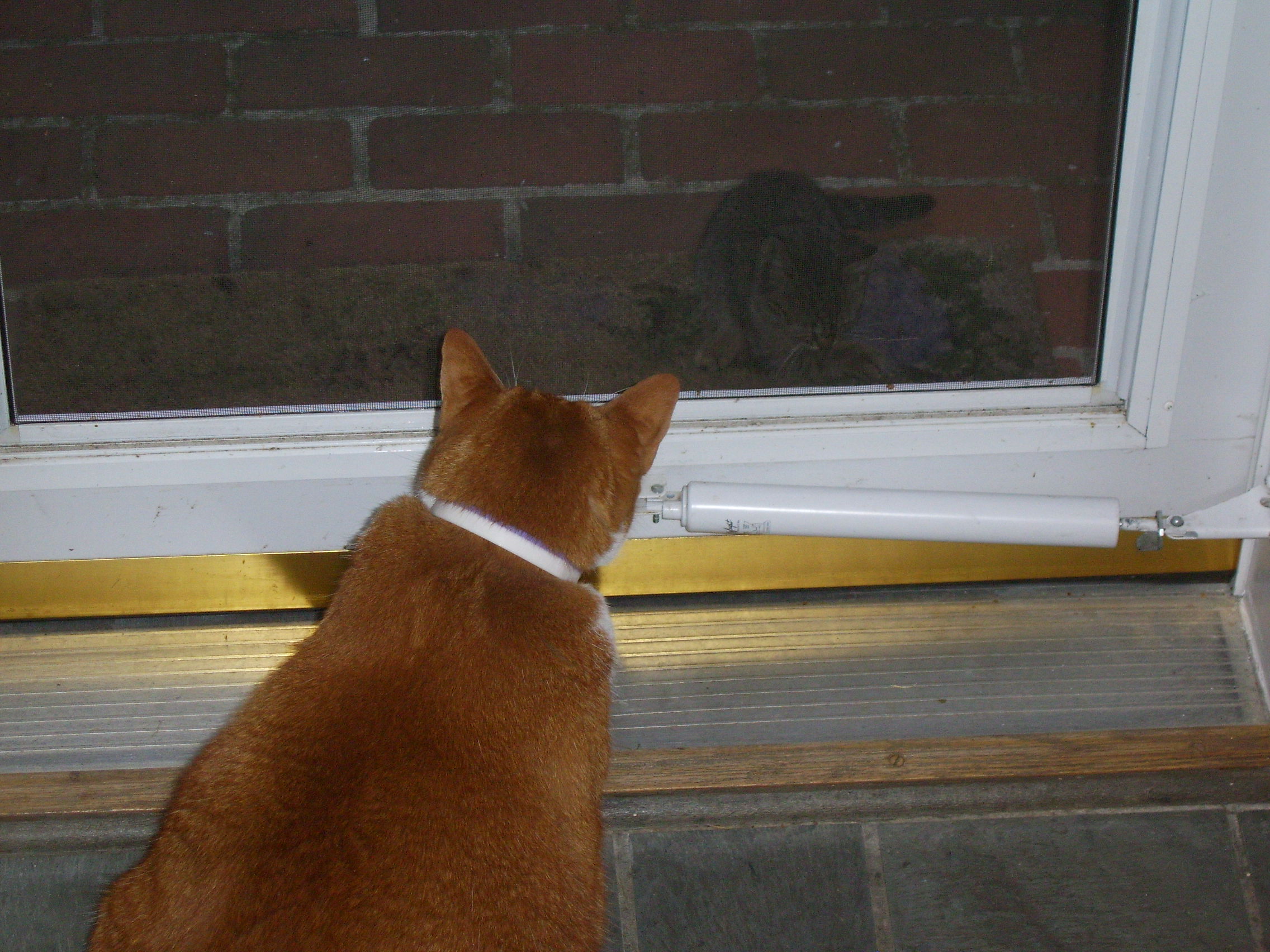 radarkitten2 The kitten is quite the "meow"er