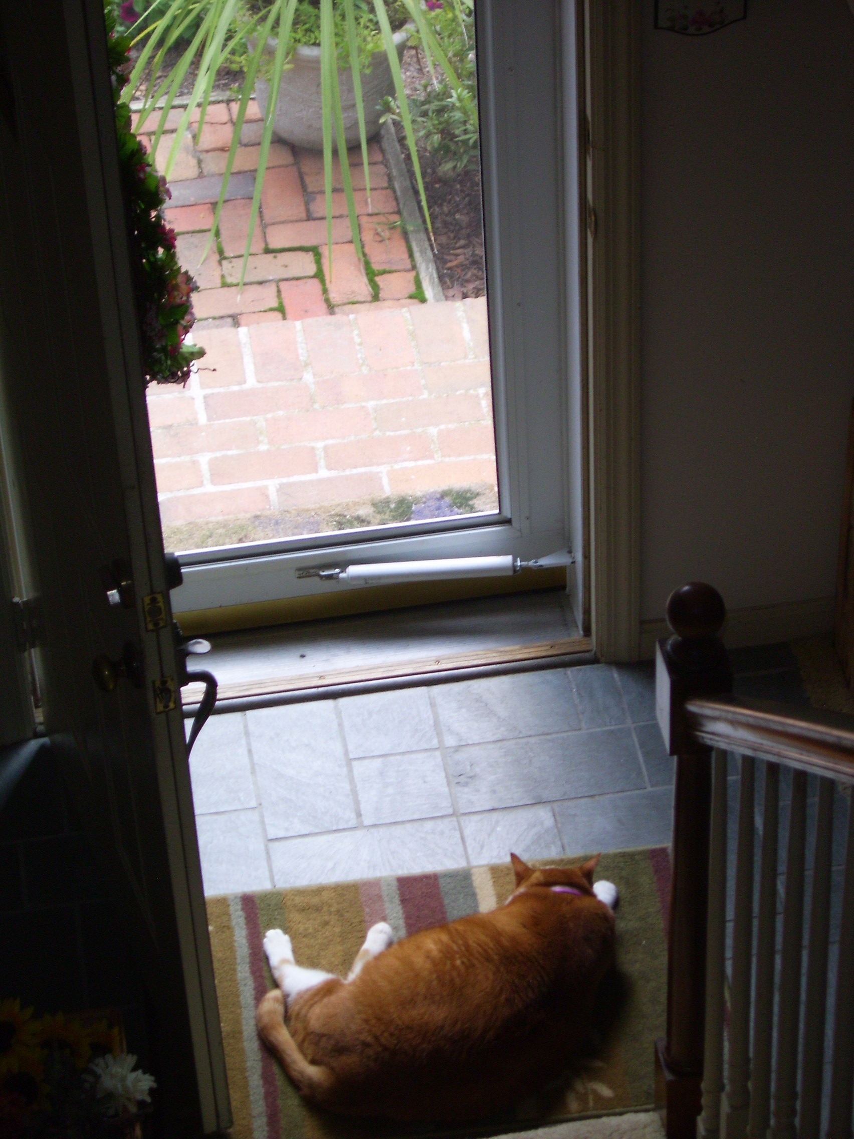 Radar, my former, now my parents cat...yes, he really is THAT big